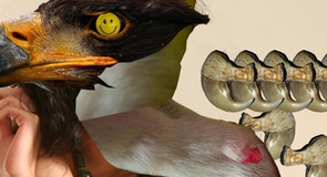 Main images